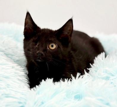 Erc (Eric without the eye), a Adoptable Domestic Short Hair in Covington, LA image 3/6
