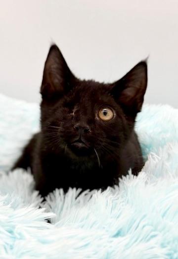 Erc (Eric without the eye), a Adoptable Domestic Short Hair in Covington, LA image 6/6