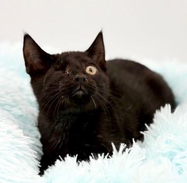 Erc (Eric without the eye), a Adoptable Domestic Short Hair in Covington, LA image 1/6