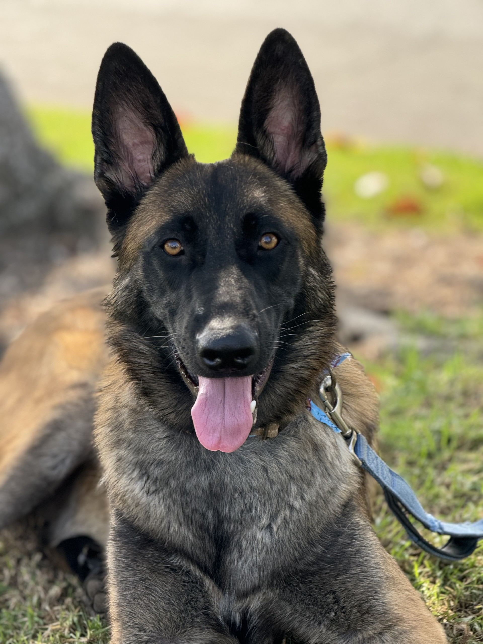 Scout - Courtesy Listing