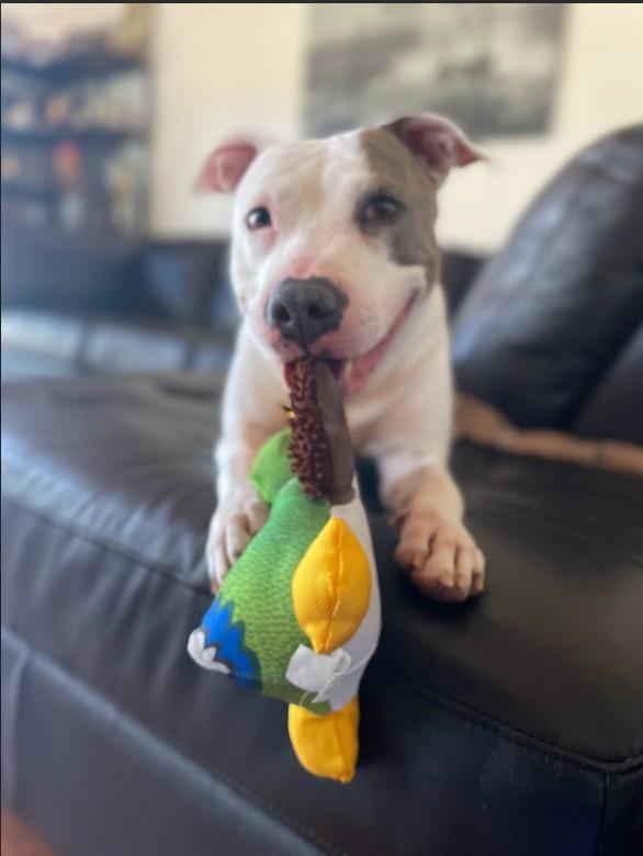 NAJIA, Adoptable, Adult Female Bull Terrier & Mixed Breed.