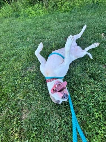NAJIA, Adoptable, Adult Female Bull Terrier & Mixed Breed.