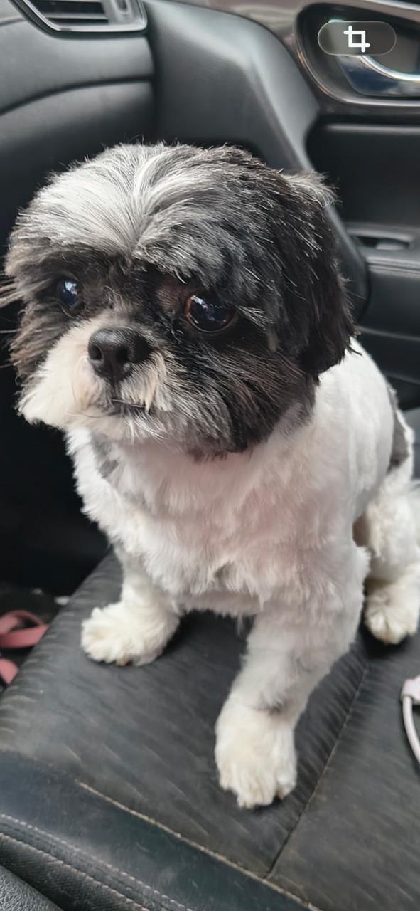 Enlarge Pepper, an adopted Shiba Inu in Eustis, FL image 2/2