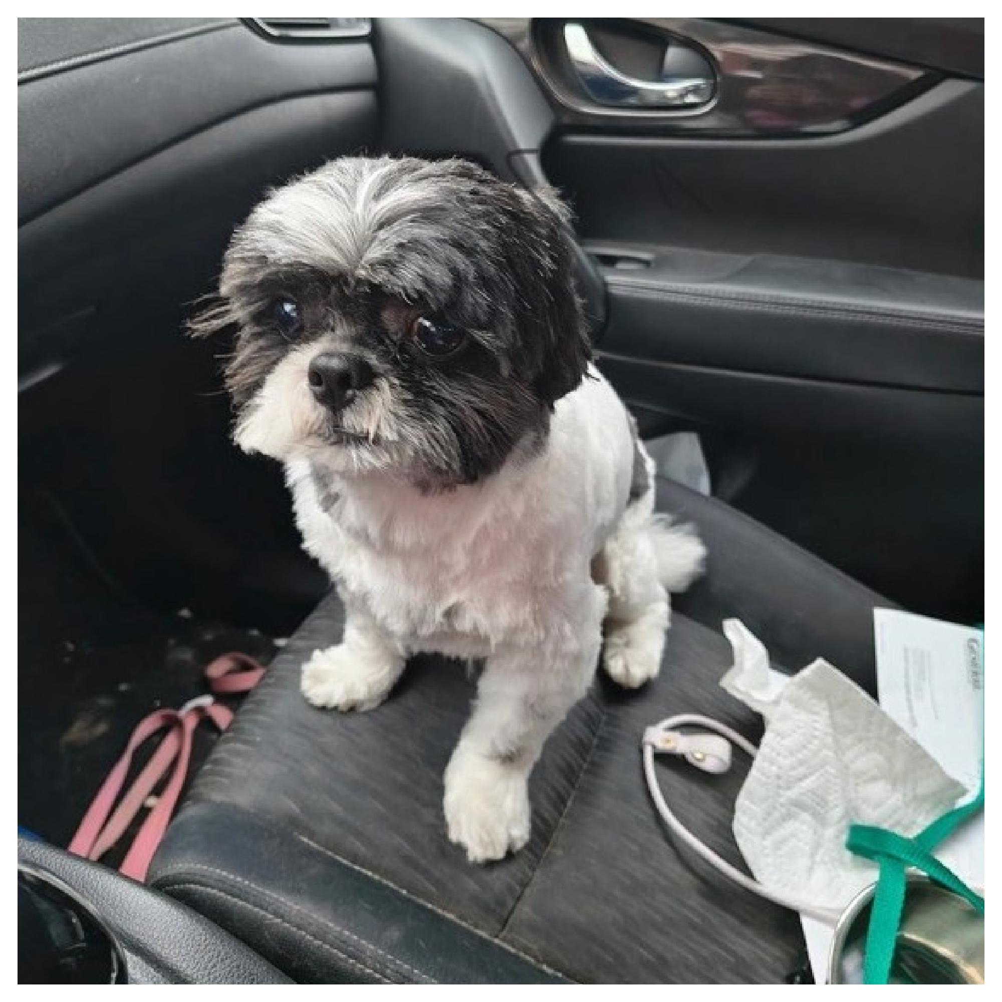 Enlarge Pepper, an adopted Shiba Inu in Eustis, FL image 1/2