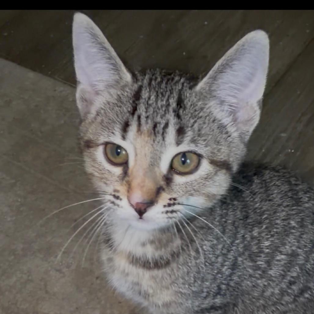 A26-025 Lily, Adoptable, Kitten Female Domestic Short Hair.
