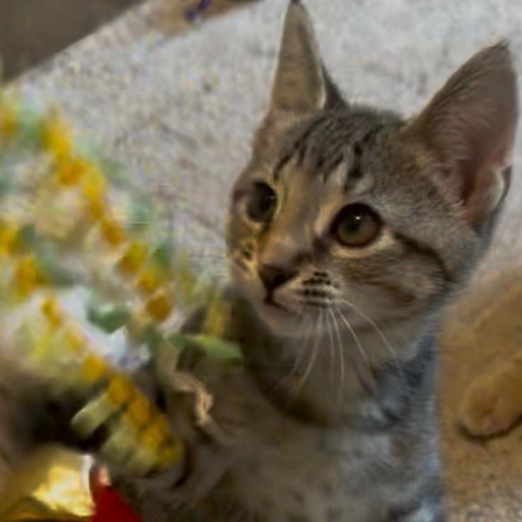 Enlarge A26-025 Lily, a Adoptable Domestic Short Hair in SANTA ROSA BEACH, FL image 2/6