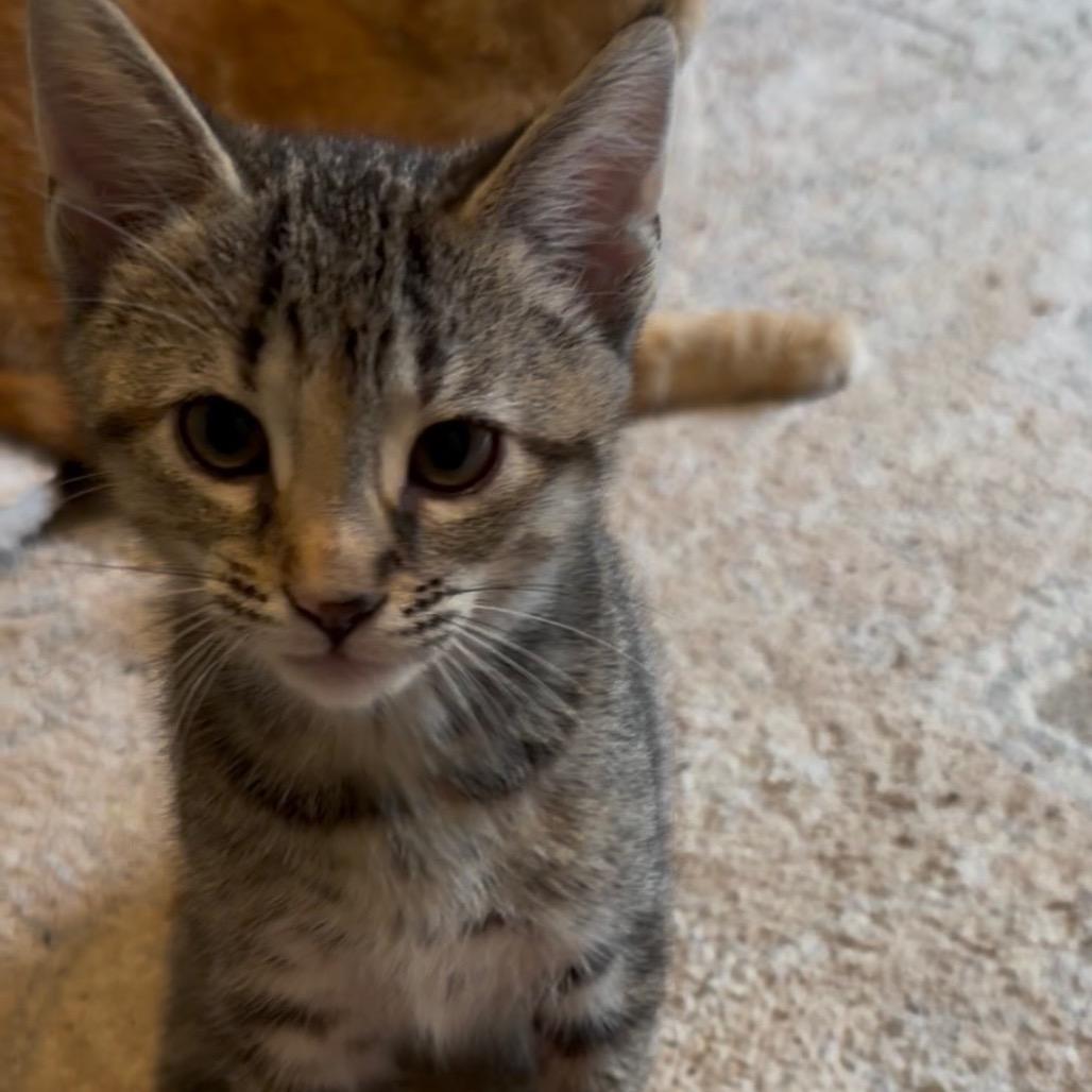 Enlarge A26-025 Lily, a Adoptable Domestic Short Hair in SANTA ROSA BEACH, FL image 3/6