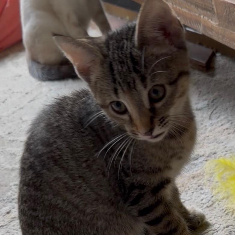 Enlarge A26-025 Lily, a Adoptable Domestic Short Hair in SANTA ROSA BEACH, FL image 4/6