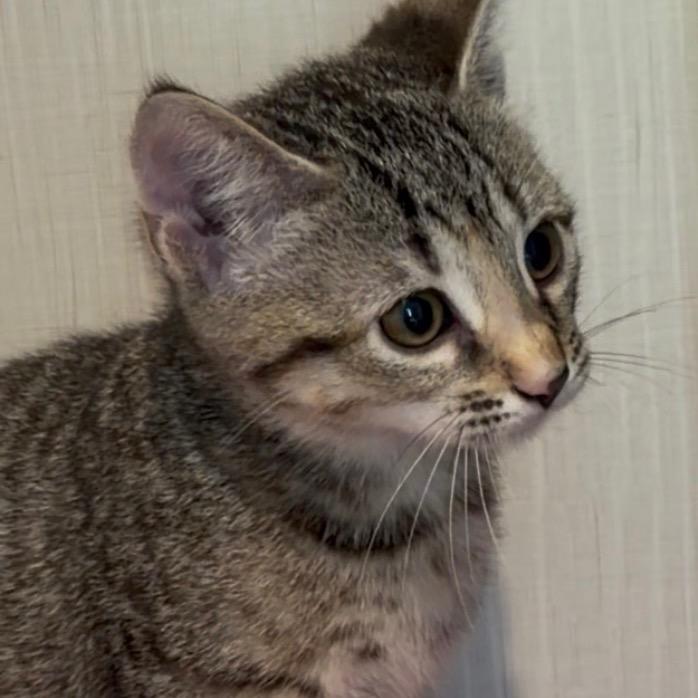 Enlarge A26-025 Lily, a Adoptable Domestic Short Hair in SANTA ROSA BEACH, FL image 5/6