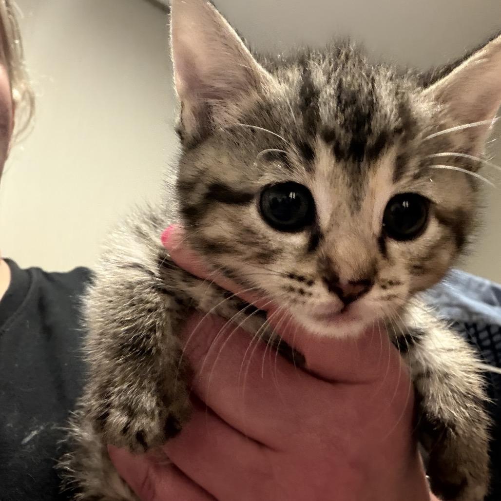 Enlarge A26-025 Lily, a Adoptable Domestic Short Hair in SANTA ROSA BEACH, FL image 6/6
