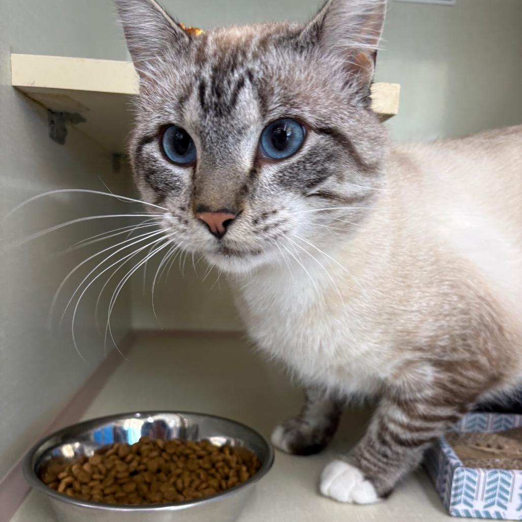 Enlarge Fishbone, a Adoptable Domestic Short Hair in St. Paul, MN image 1/3