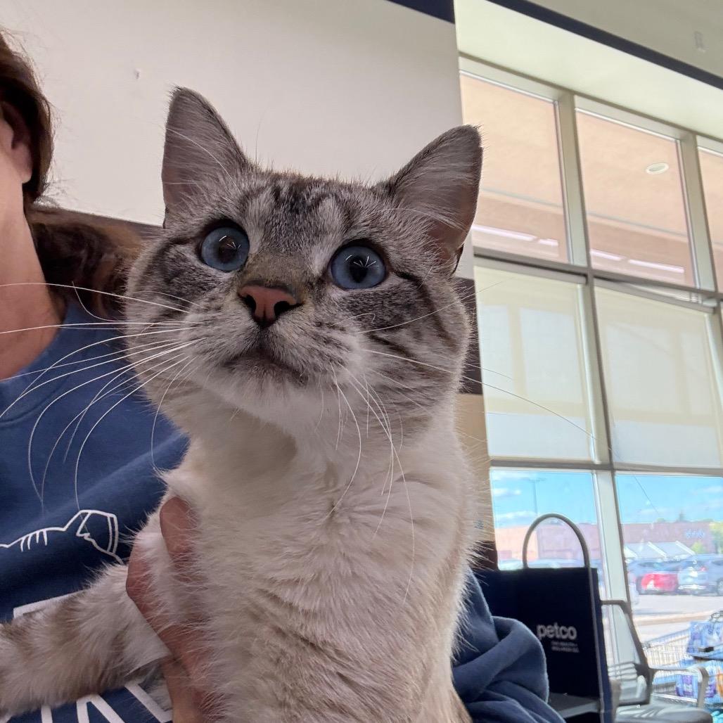 Enlarge Fishbone, a Adoptable Domestic Short Hair in St. Paul, MN image 2/3