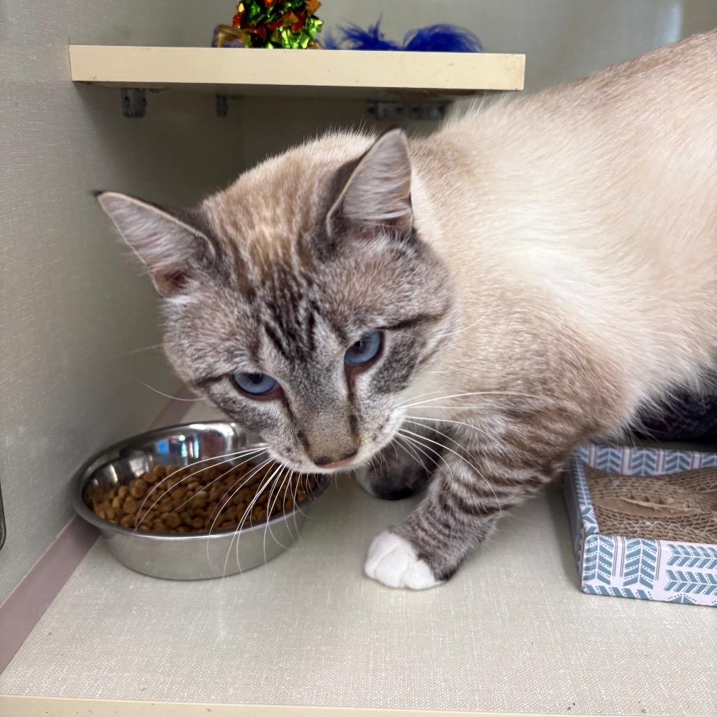 Enlarge Fishbone, a Adoptable Domestic Short Hair in St. Paul, MN image 3/3