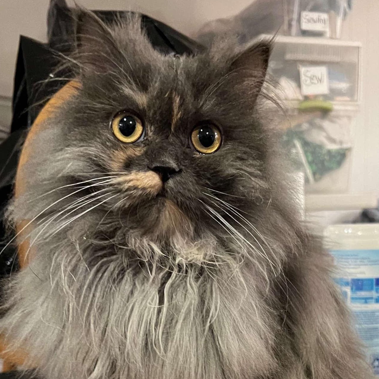 Vani, a Adoptable Persian in Woodmere, NY image 2/4