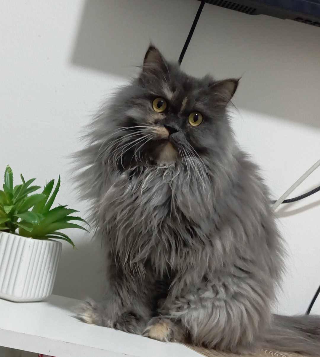 Vani, a Adoptable Persian in Woodmere, NY image 4/4