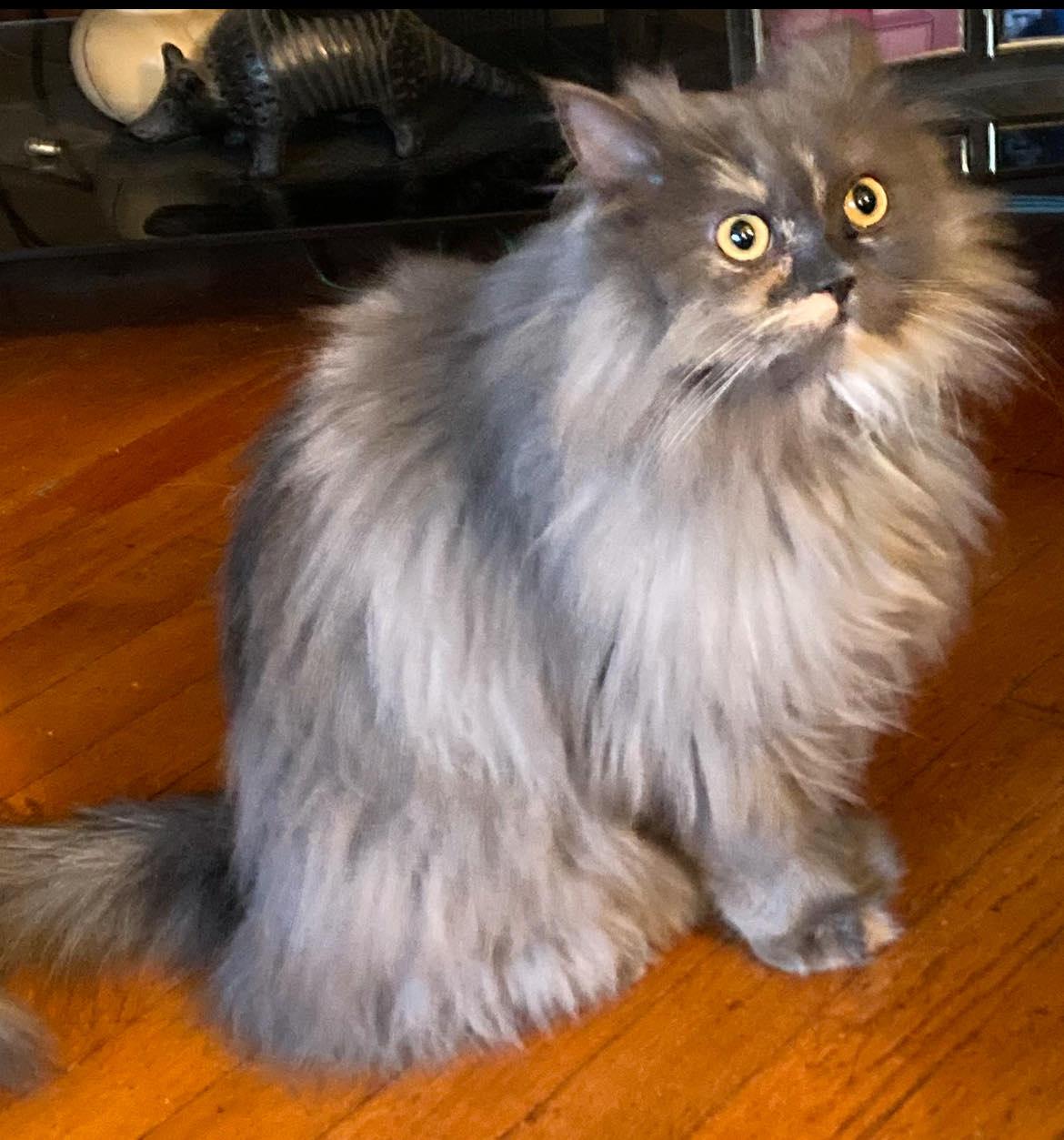 Vani, a Adoptable Persian in Woodmere, NY image 1/4