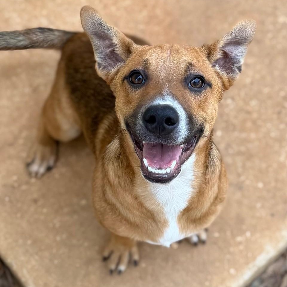 Enlarge Cooper, a ADOPTABLE Mixed Breed in Summerdale, AL image 1/1