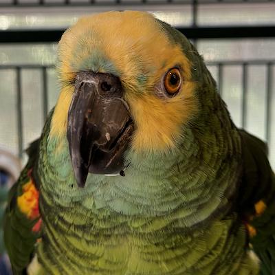 Clippy, Adoptable, Senior Female Amazon.