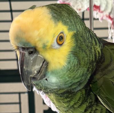 Enlarge Clippy, a Adoptable Amazon in Alexander, NC image 2/3