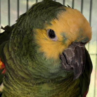 Enlarge Clippy, a Adoptable Amazon in Alexander, NC image 3/3