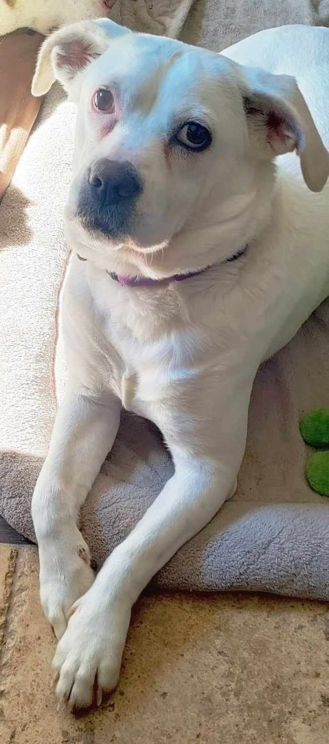 Britney, a Adoptable mixed breed in Helena, MT image 1/8