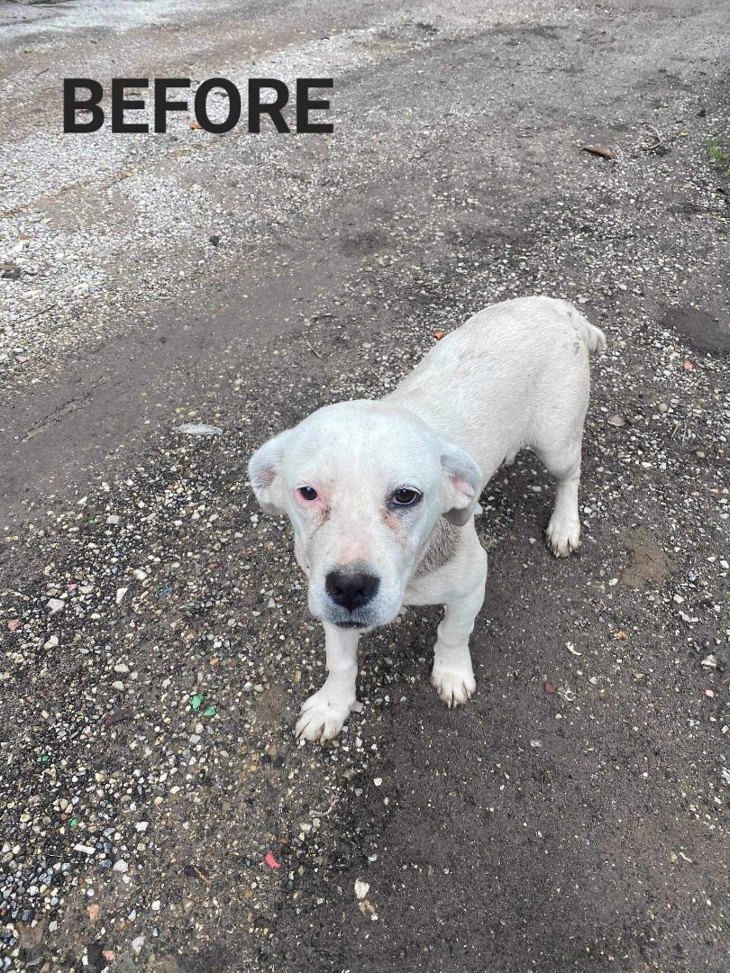 Britney, a Adoptable mixed breed in Helena, MT image 2/8
