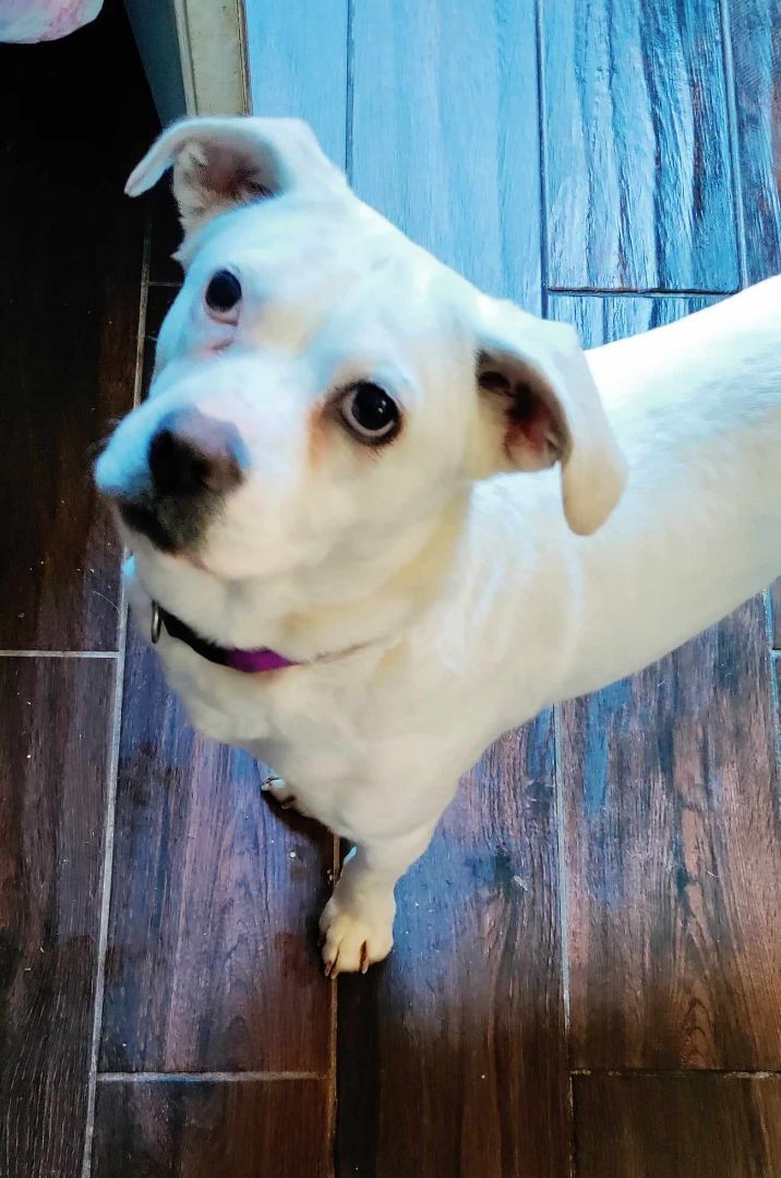 Britney, a Adoptable mixed breed in Helena, MT image 4/8