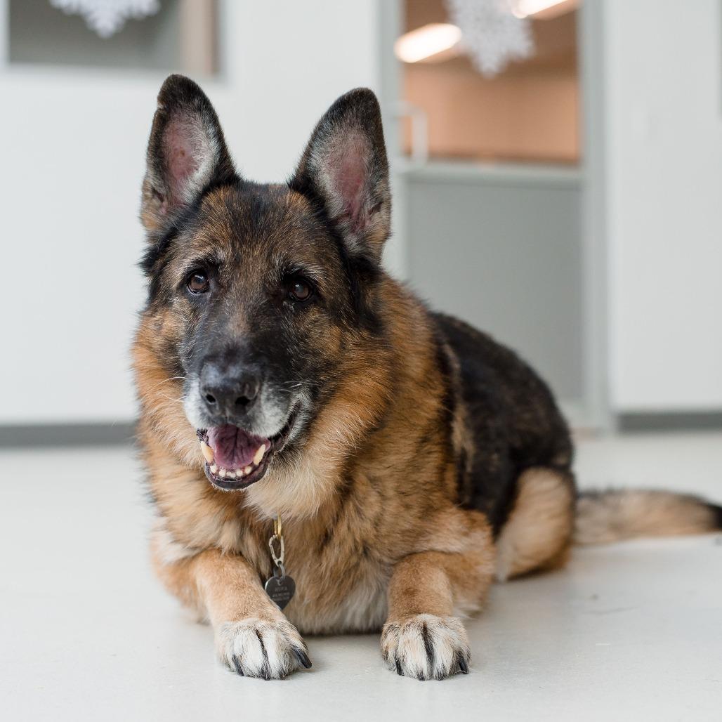 Enlarge Delta, a Adoptable German Shepherd Dog in Warwick, RI image 1/6