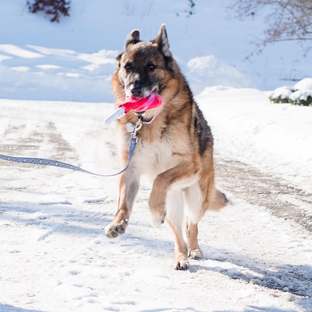 Enlarge Delta, a Adoptable German Shepherd Dog in Warwick, RI image 2/6