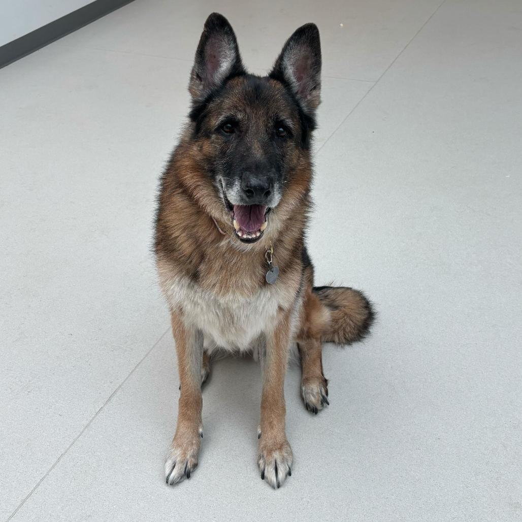 Enlarge Delta, a Adoptable German Shepherd Dog in Warwick, RI image 2/6