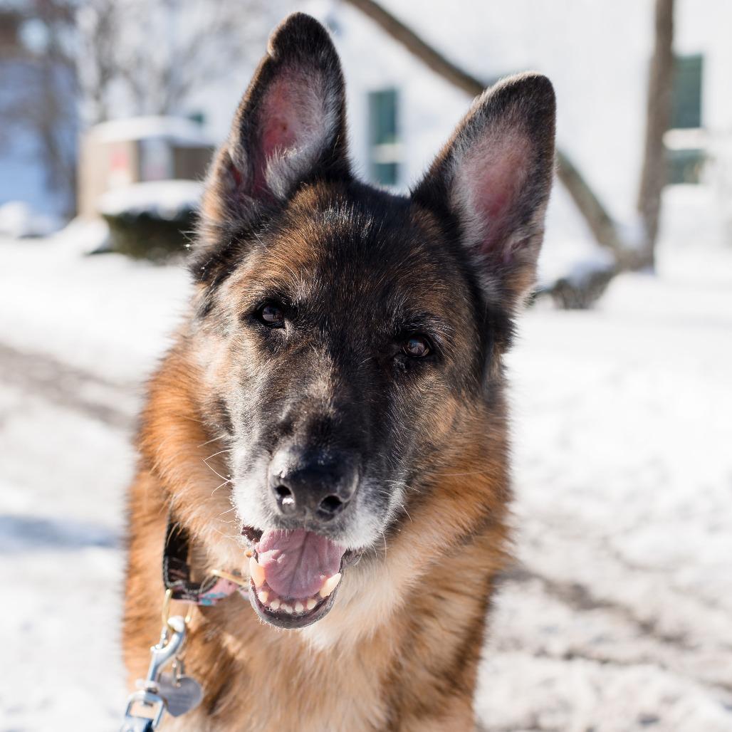 Enlarge Delta, a Adoptable German Shepherd Dog in Warwick, RI image 3/6
