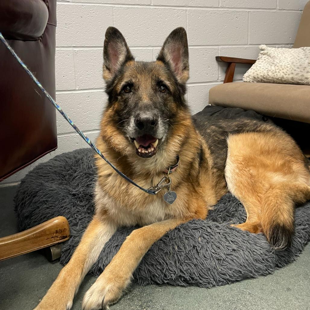 Enlarge Delta, a Adoptable German Shepherd Dog in Warwick, RI image 4/6