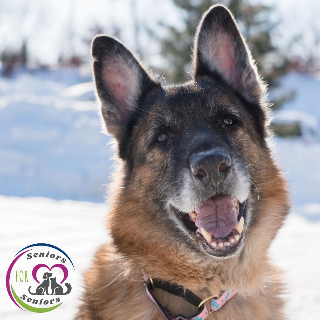 Enlarge Delta, a Adoptable German Shepherd Dog in Warwick, RI image 5/6