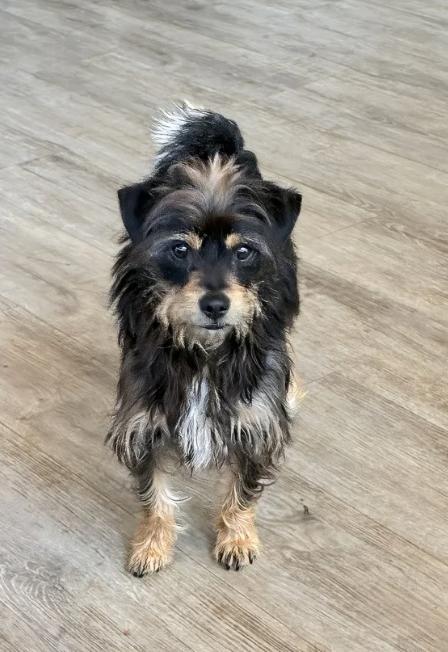 Enlarge Modelo, an adopted mixed breed in Davis, CA image 5/6