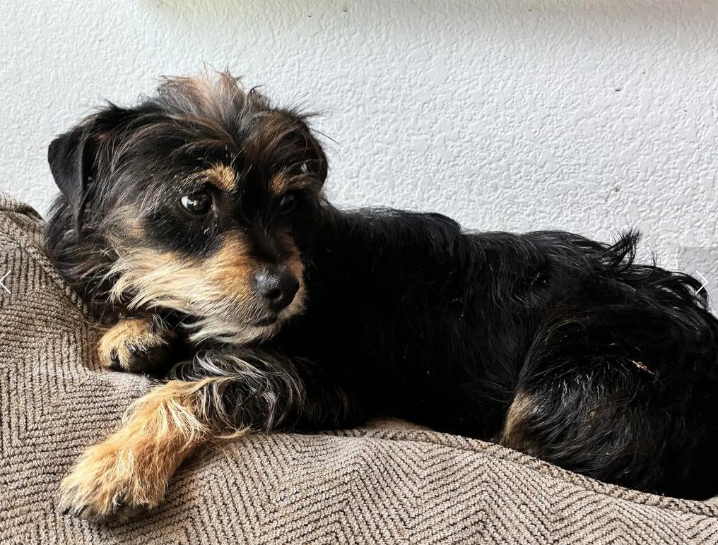 Enlarge Modelo, an adopted mixed breed in Davis, CA image 3/6