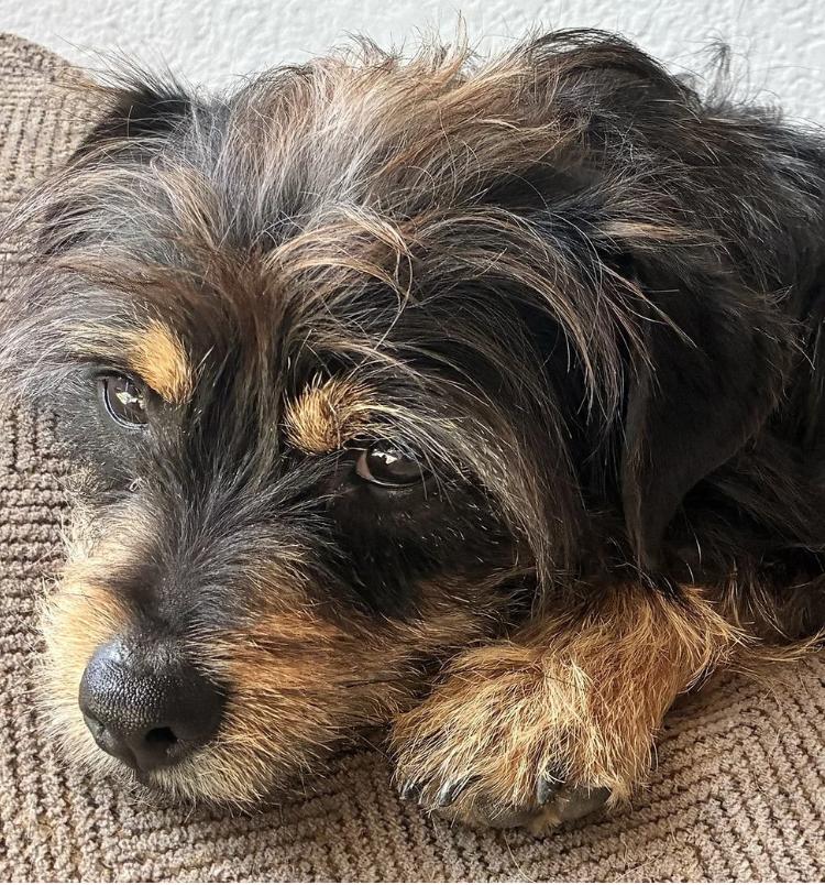 Enlarge Modelo, an adopted mixed breed in Davis, CA image 4/6