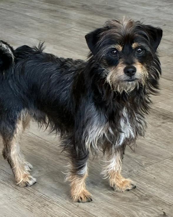 Enlarge Modelo, an adopted mixed breed in Davis, CA image 6/6