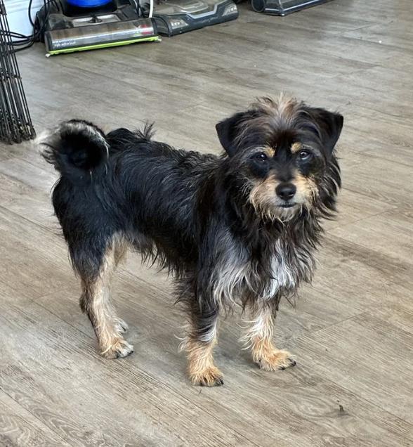 Modelo, adopted, Puppy Male Terrier.