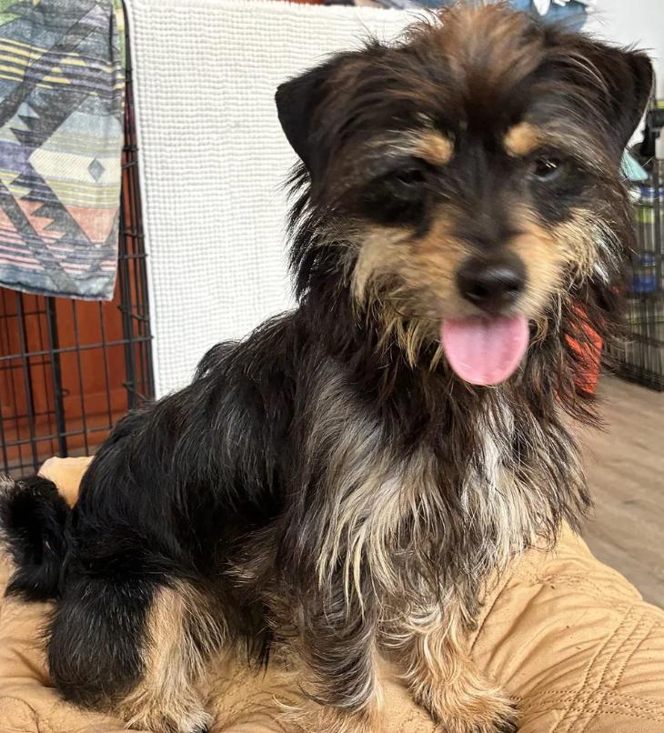 Enlarge Modelo, an adopted mixed breed in Davis, CA image 2/6