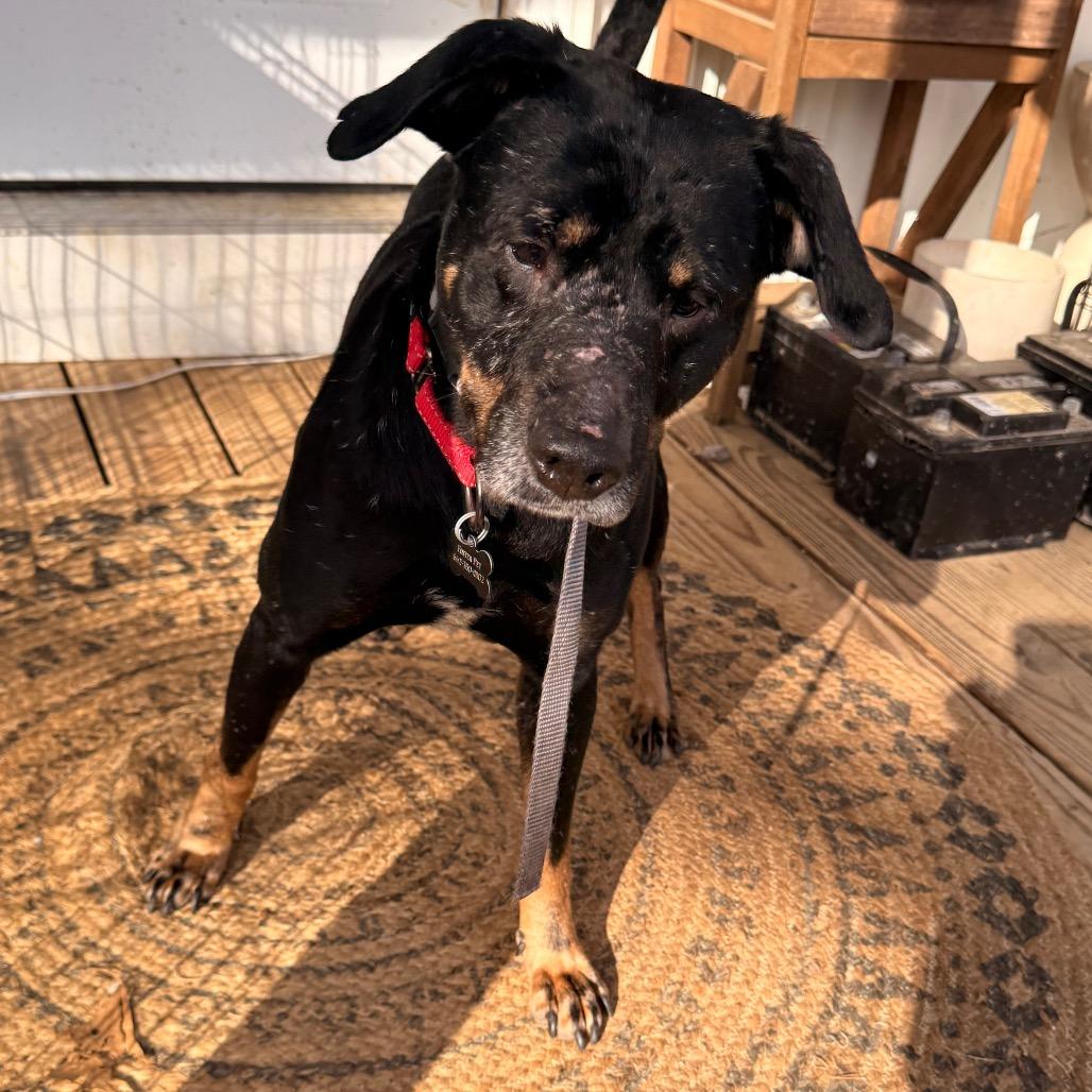 Scout, a Adoptable Mixed Breed in Tupelo, MS image 1/5