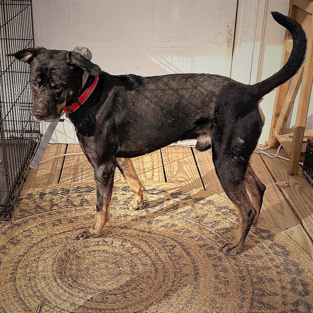 Scout, a Adoptable Mixed Breed in Tupelo, MS image 2/5