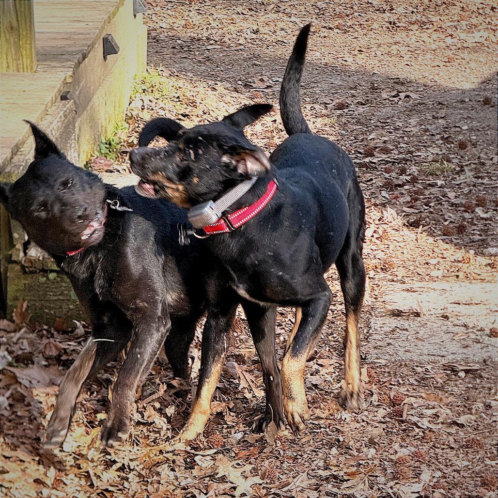 Scout, a Adoptable Mixed Breed in Tupelo, MS image 3/5