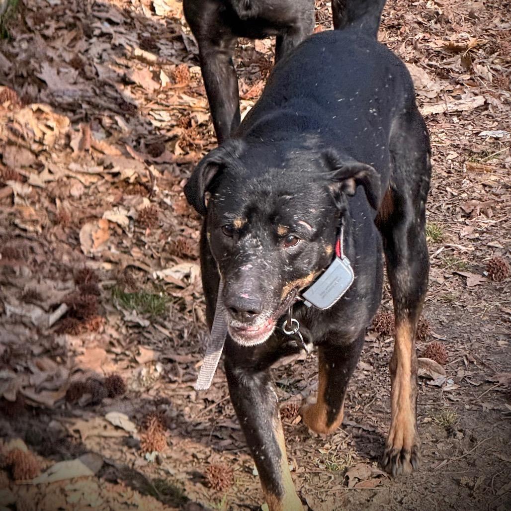 Scout, a Adoptable Mixed Breed in Tupelo, MS image 4/5