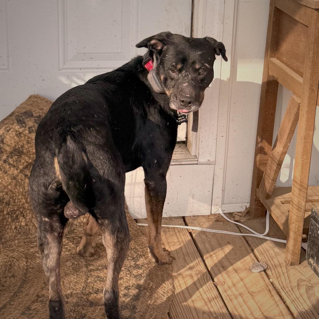 Scout, a Adoptable Mixed Breed in Tupelo, MS image 5/5