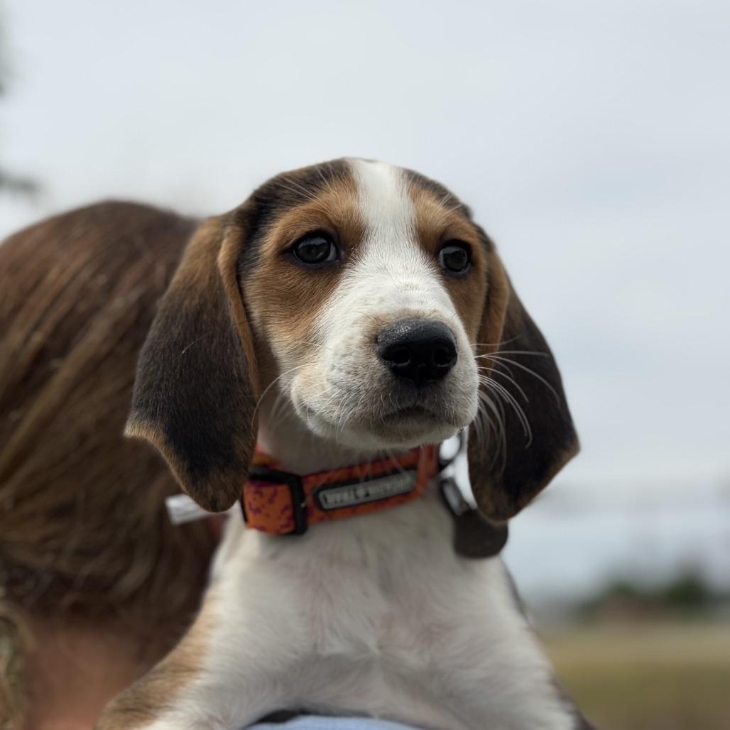 Enlarge Juniper (Lucy), a Adoptable Hound in Chesapeake, VA image 2/2