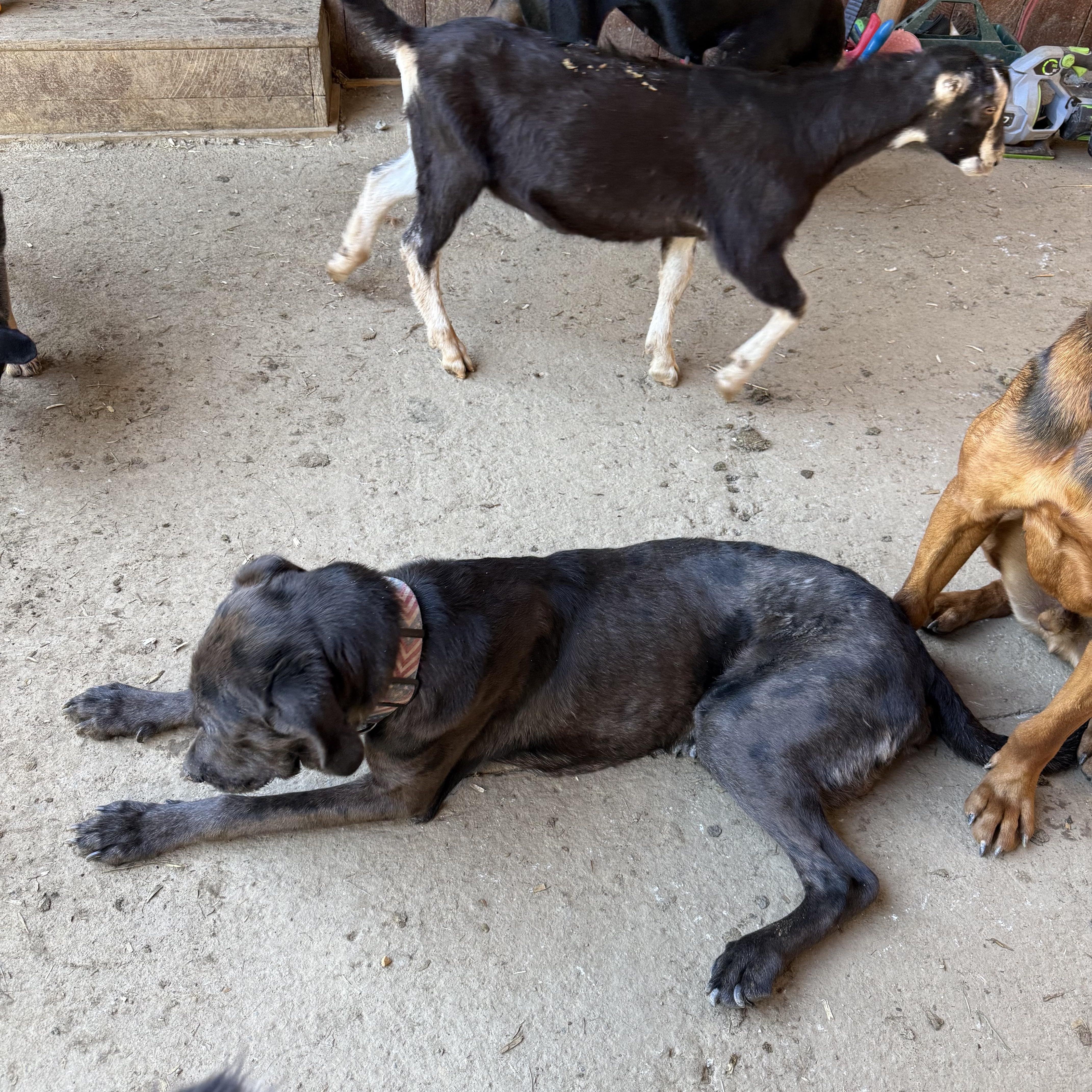 Enlarge Yogi, an adopted mixed breed in Fries, VA image 3/4