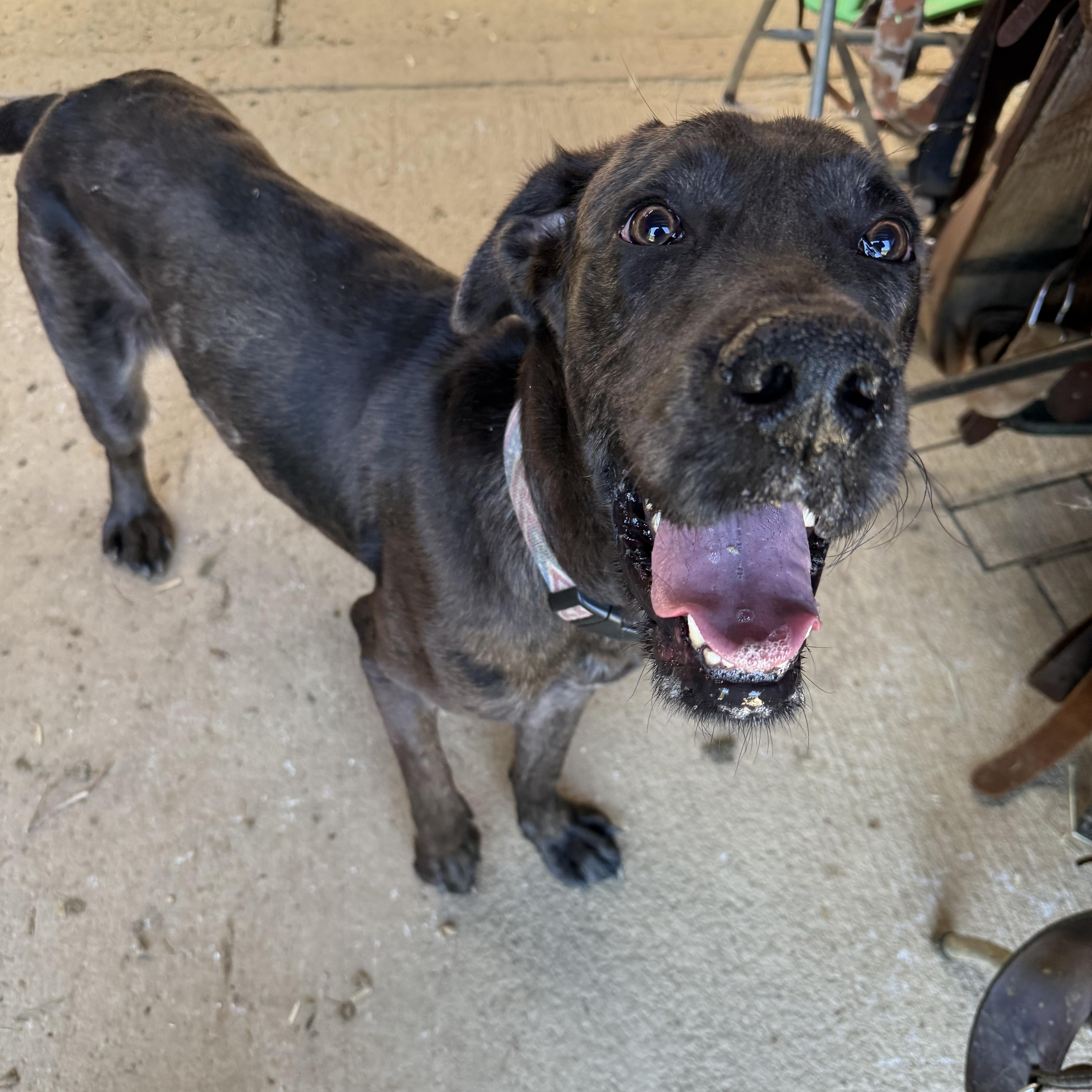 Enlarge Yogi, an adopted mixed breed in Fries, VA image 4/4