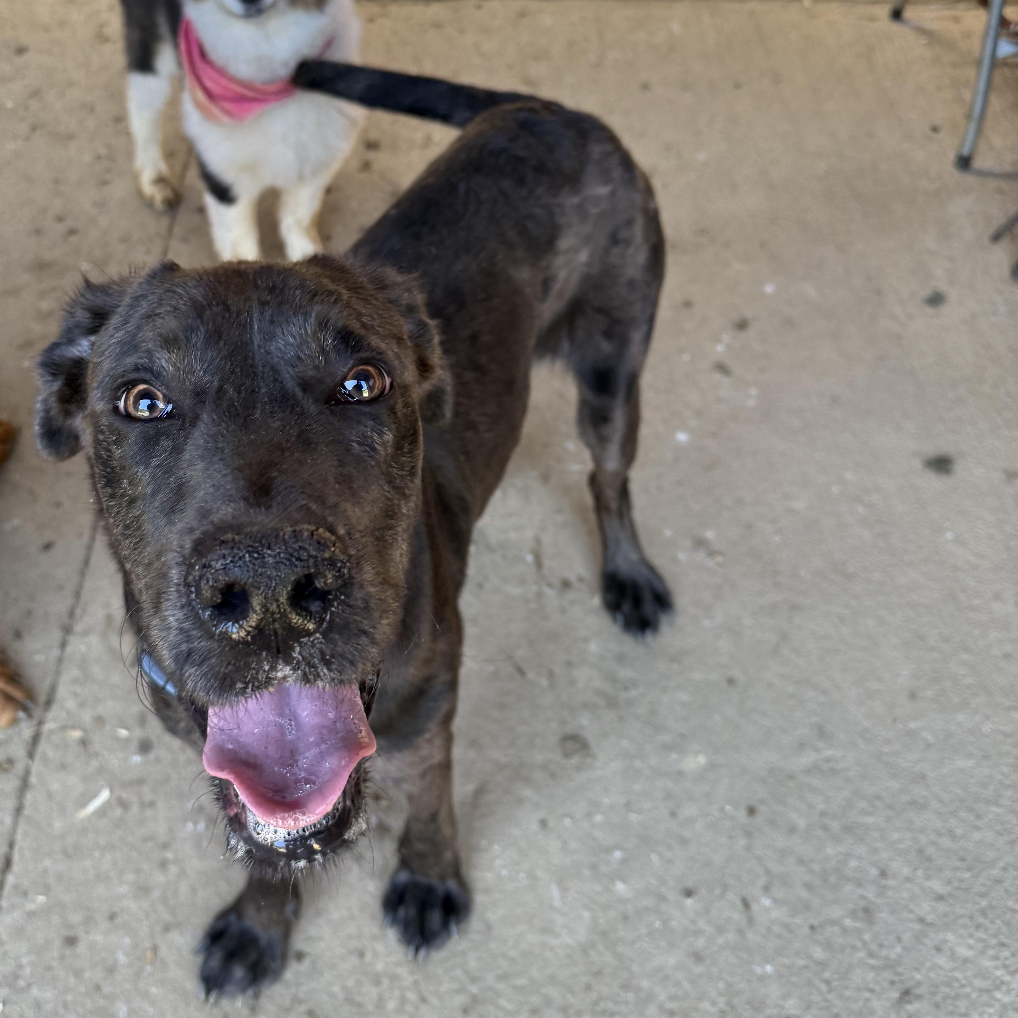 Yogi, adopted, Young Male Great Dane & Labrador Retriever.
