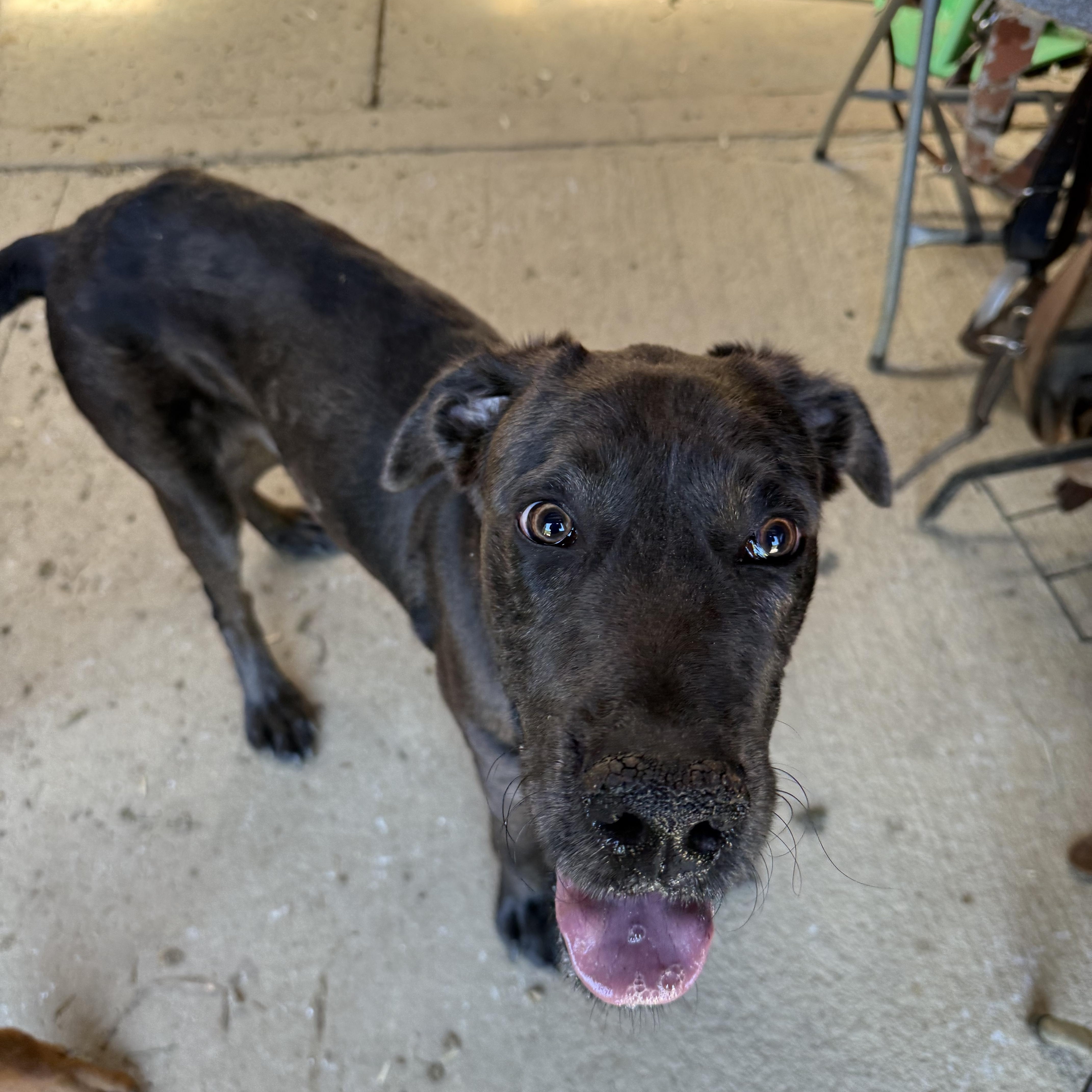 Enlarge Yogi, an adopted mixed breed in Fries, VA image 2/4