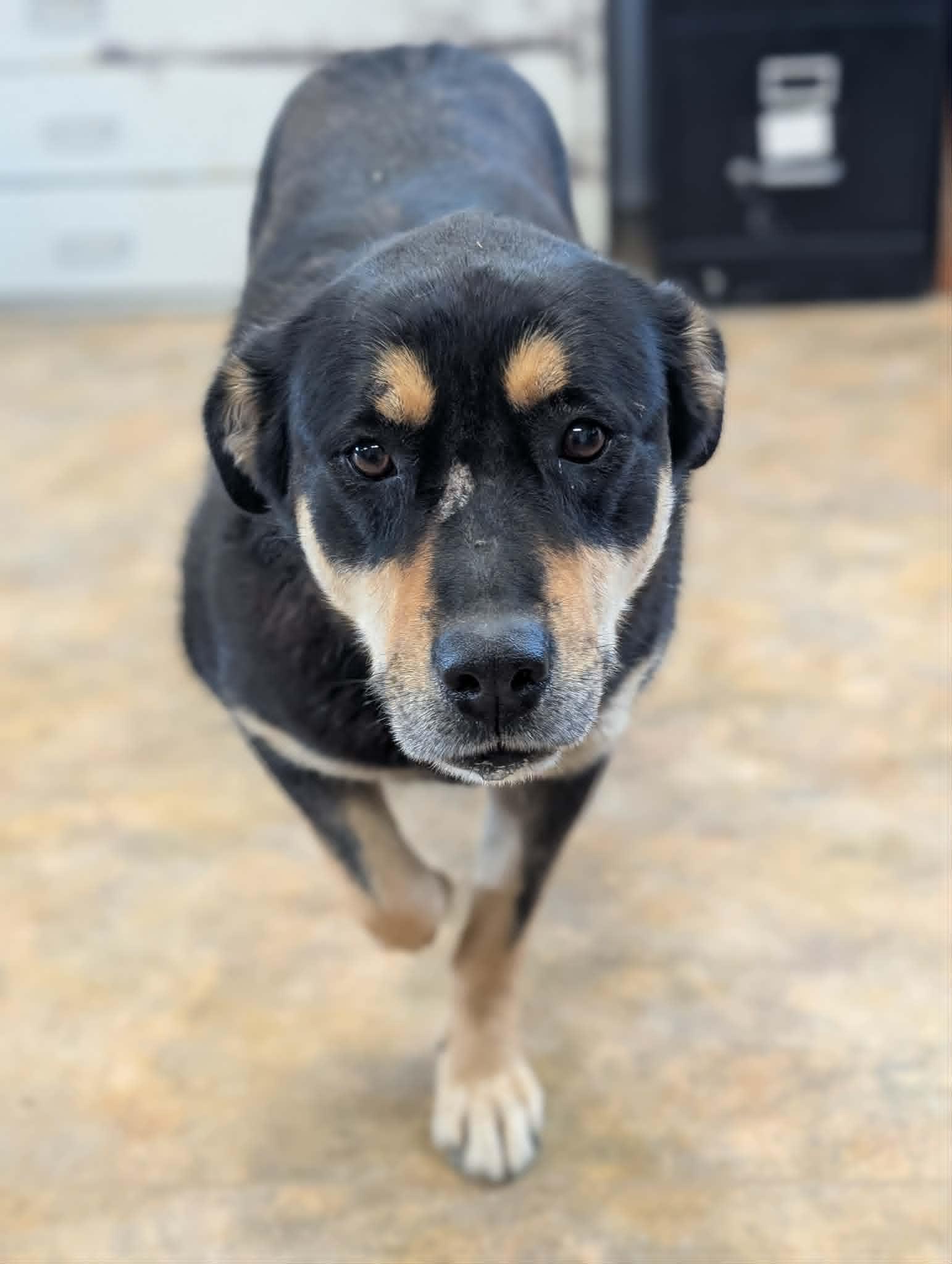 Pepper, ADOPTABLE, Adult Female Labrador Retriever.